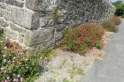 Tremargat-mur cimetiere MD